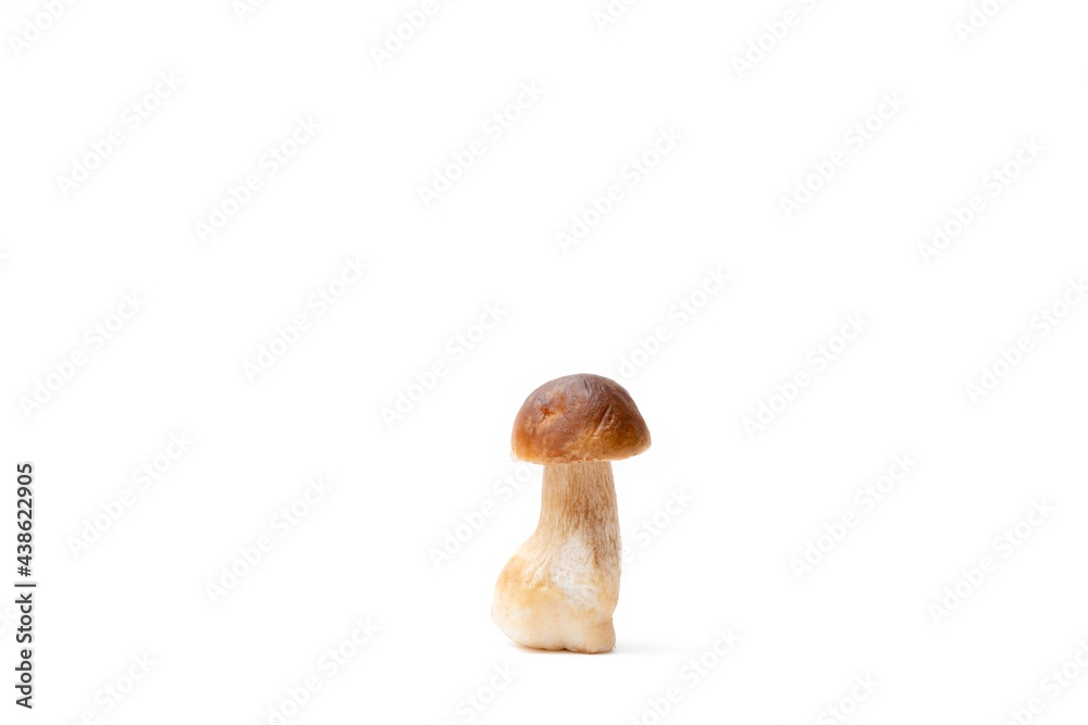 Single brown cap Boletus Edulis isolated on white background. Raw edible mushroom. Nobody Single brown cap Boletus Edulis isolated on white background. Raw edible mushroom. Nobody