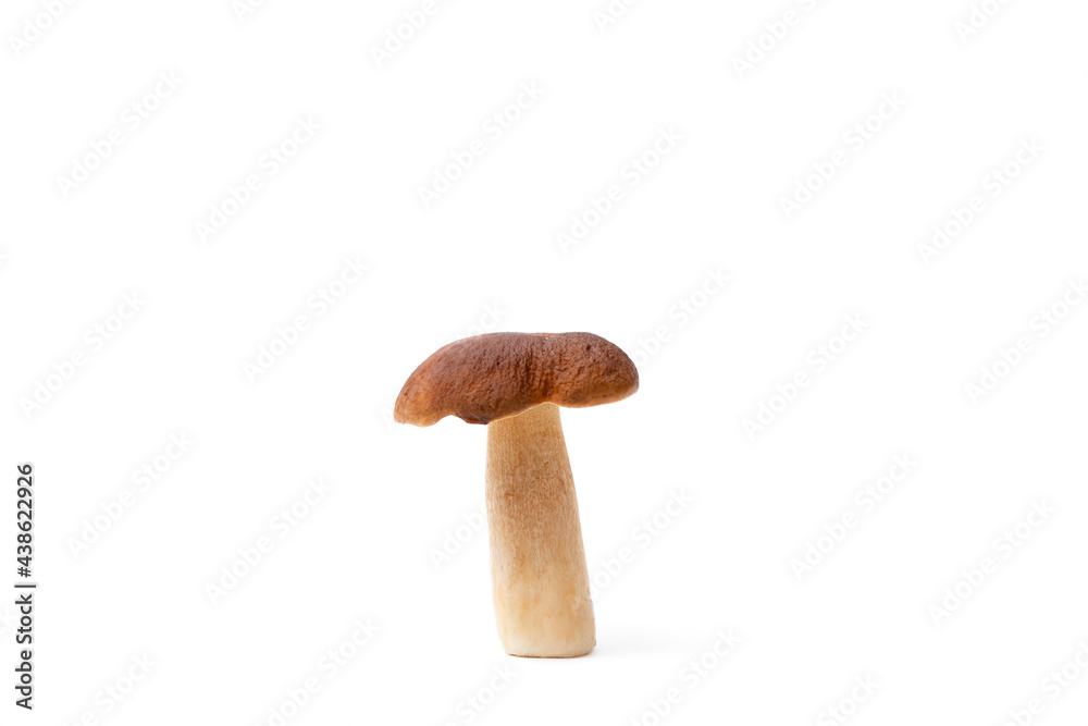 Single brown cap Boletus Edulis isolated on white background. Raw edible mushroom. Nobody Single brown cap Boletus Edulis isolated on white background. Raw edible mushroom. Nobody