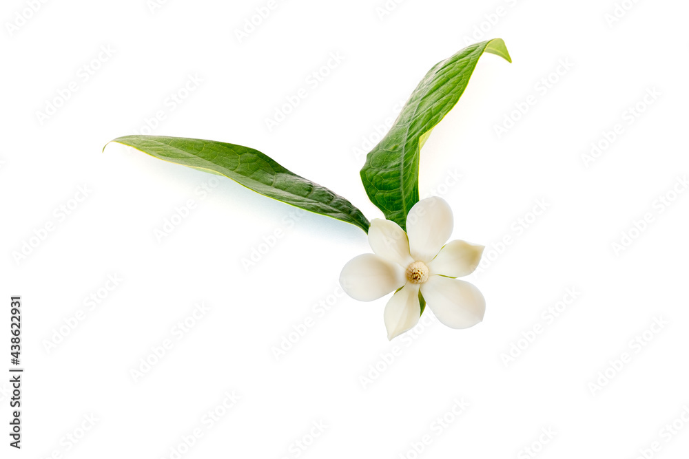 White magnolia flower (Magnolia grandiflora) on isolated white background. White magnolia flower (Magnolia grandiflora) on isolated white background.