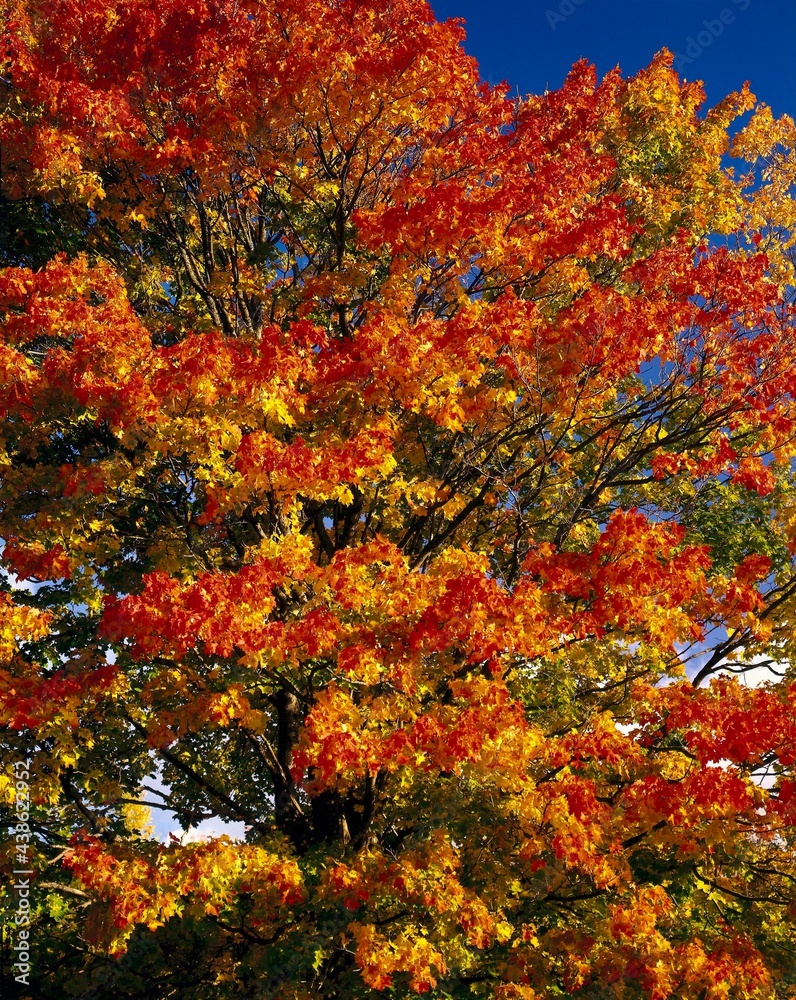 deciduous tree, norway maple, acer platanoides, tree, maple, nature, vegetation, plant, season, autumn, autumnal, foliage, autumn foliage, deciduous tree, norway maple, acer platanoides, tree, maple, nature, vegetation, plant, season, autumn, autumnal, foliage, autumn foliage,