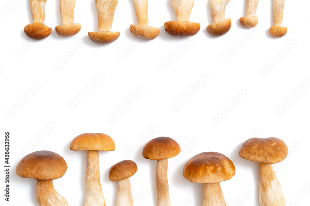 Brown cap Boletus Edulis isolated on white background. Flatly of edible mushrooms in the kitchen with copy space for text. Nobody