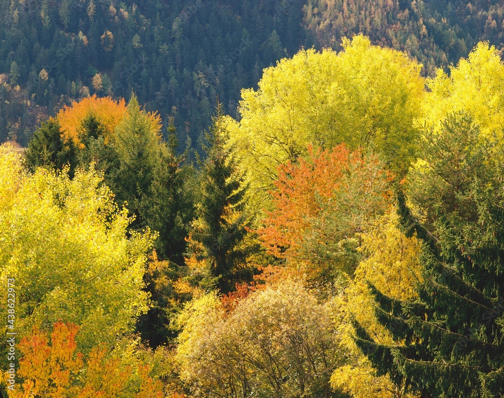 Fototapeta premium mixed forest, autumn, forest, trees, deciduous trees, autumn colours, autumn leaves, foliage, conifers, colourful, seasons, nature, 