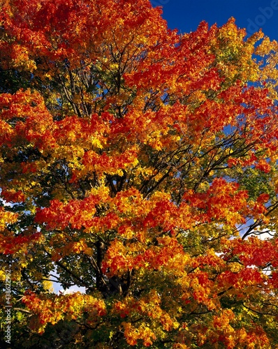 deciduous tree, norway maple, acer platanoides, tree, maple, nature, vegetation, plant, season, autumn, autumnal, foliage, autumn foliage, 