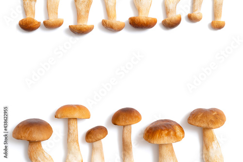Brown cap Boletus Edulis isolated on white background. Flatly of edible mushrooms in the kitchen with copy space for text. Nobody