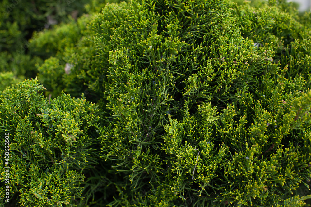 Background of coniferous plant branches close up Background of coniferous plant branches close up