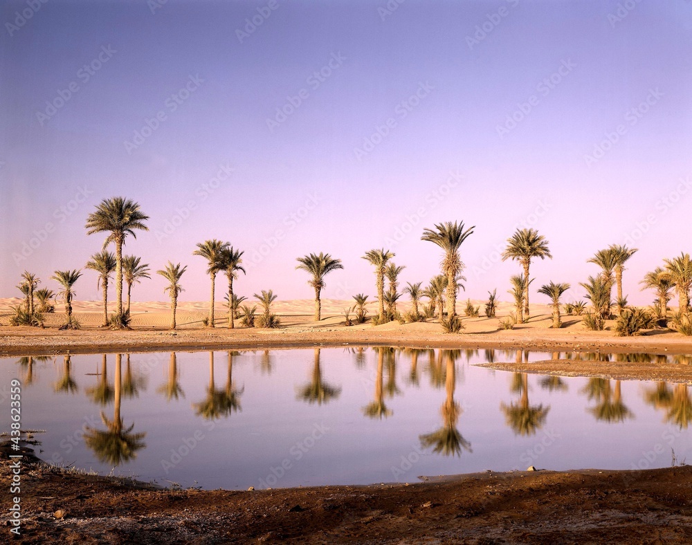 north africa, algeria, sahara, oasis, date palms, africa, water, water reflection, reflection, lake, palms, vegetation, landscape, nature, desert, el golea, 