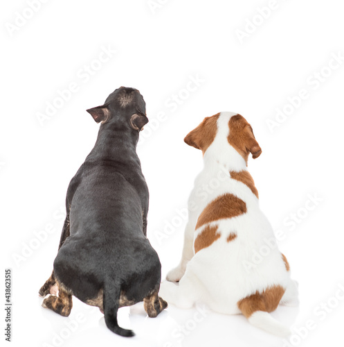 Miniature bull terrier dog and Jack russell terrier puppy sit together in back view and look up on empty space. isolated on white background