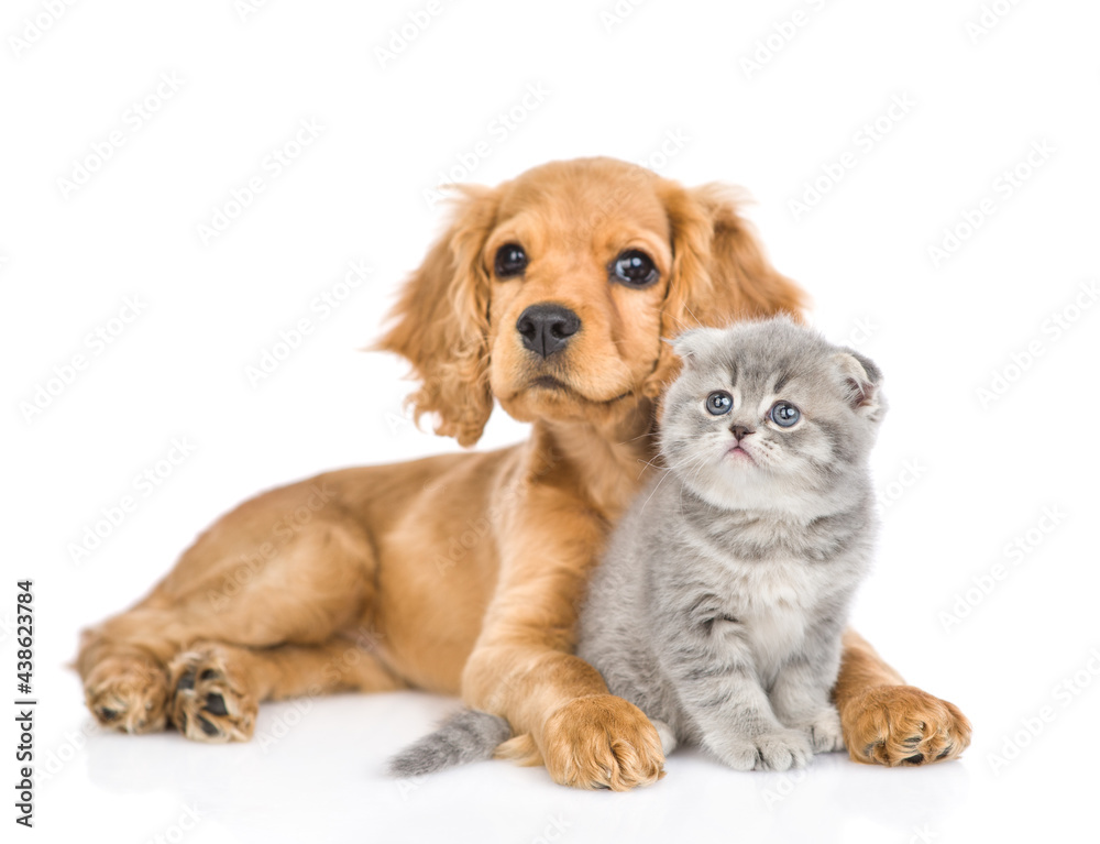 English cocker spaniel puppy dog hugs kitten. isolated on white background English cocker spaniel puppy dog hugs kitten. isolated on white background