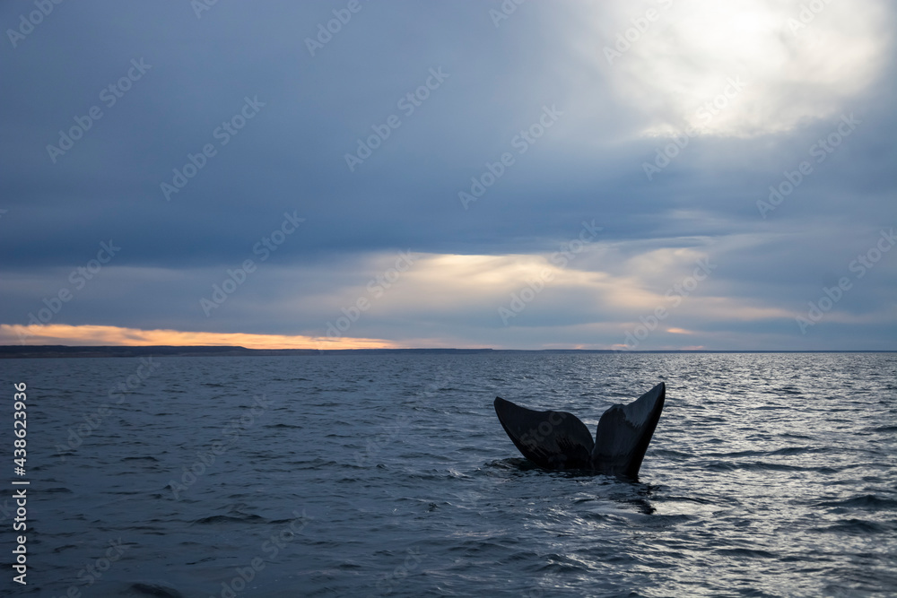 Fototapeta premium Southern Right whale tail, Puerto Madryn, Patagonia, Argentina