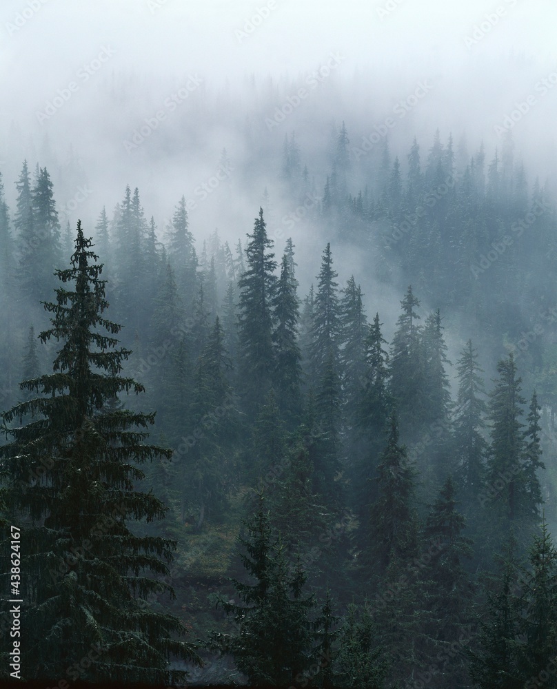 spruce forest, fog, 