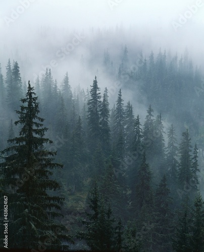 Fototapeta Naklejka Na Ścianę i Meble -  spruce forest, fog, 
