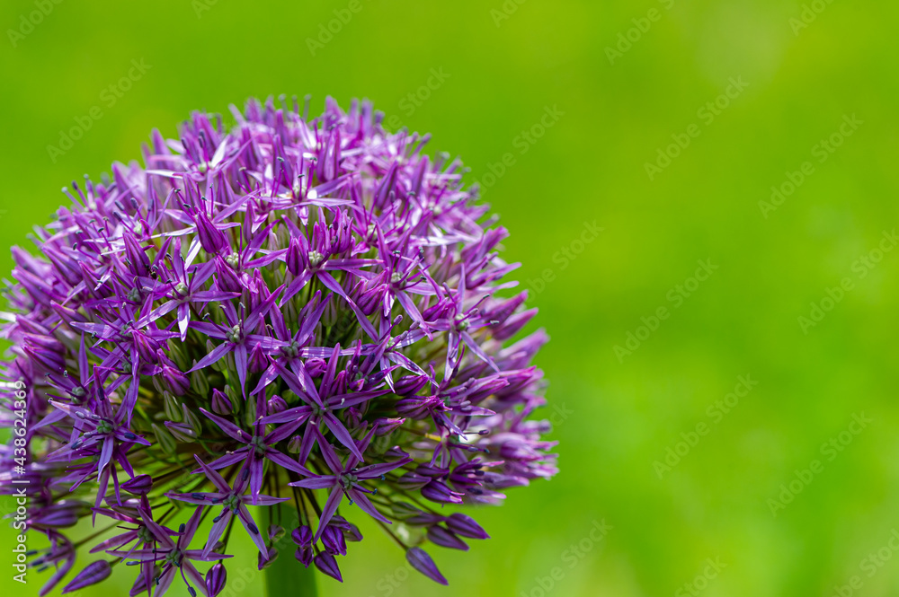 Blooming purple alium on a blurred green background in the garden. Blooming purple alium on a blurred green background in the garden.
