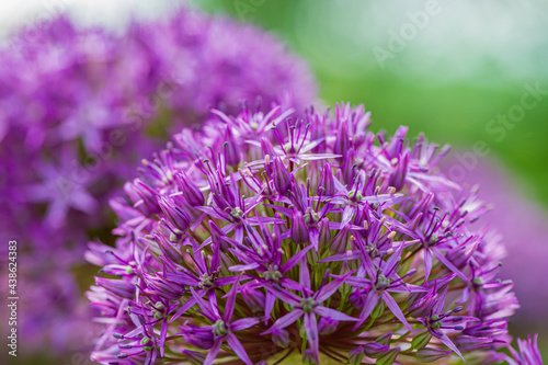Blooming purple alium on a blurred green background in the garden.