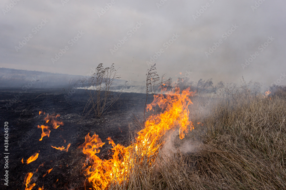 Dry grass is burning in the steppe, a strong wind intensifies the fire.