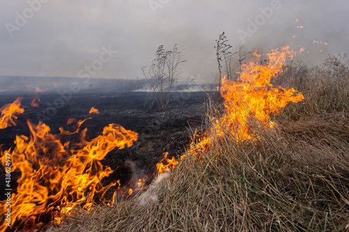 Dry grass is burning in the steppe, a strong wind intensifies the fire. © APHOTOSTUDIO