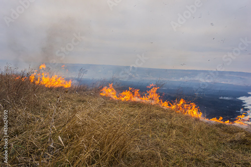 Dry grass is burning in the steppe, a strong wind intensifies the fire. © APHOTOSTUDIO