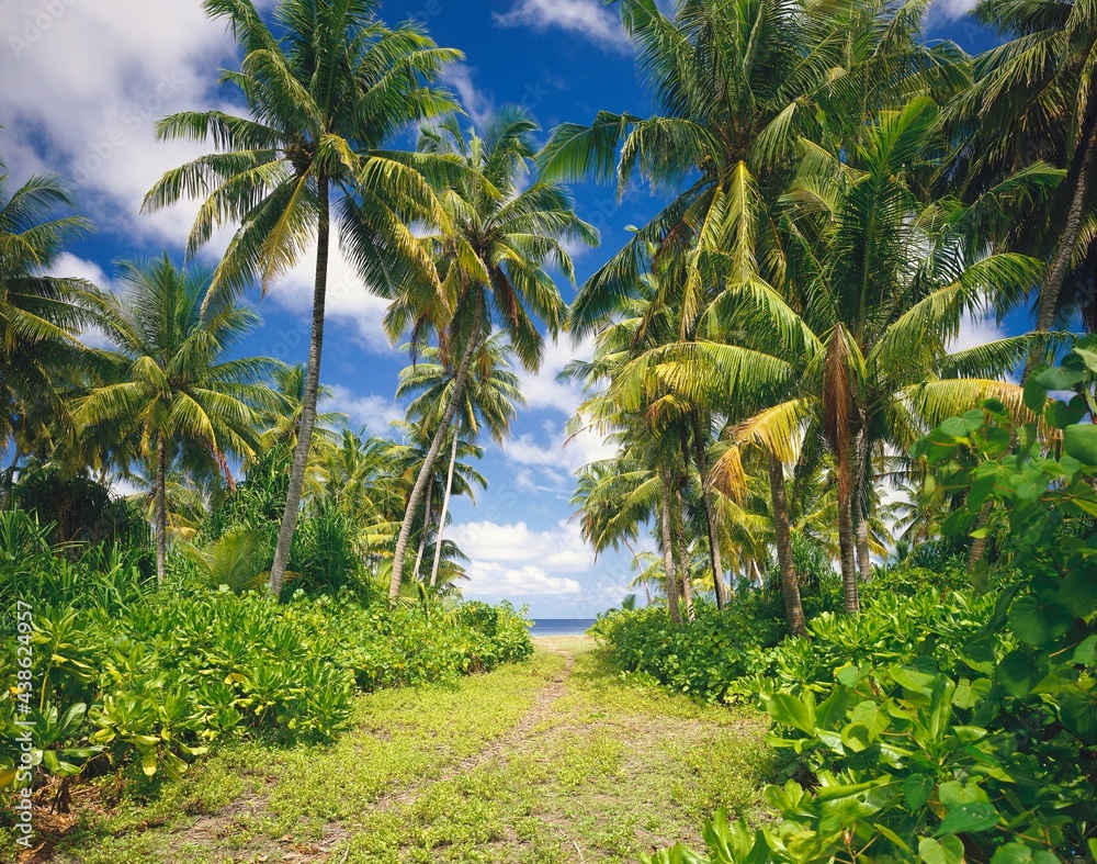 Obraz premium maldives, coconut trees, island nation, palm trees, vegetation, island, maldives island, sky, clouds, holiday island, nobody, path, trail, palm beach, 