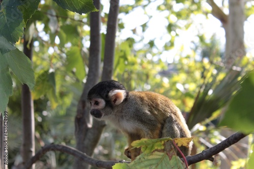Bild auf Leinwand Petit singe dans un arbre pret à bondir