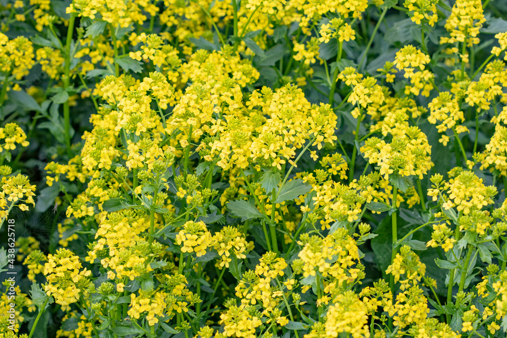 Yellow flowers of Bunias orienalis / Turkish wartycabbage / hill mustard or Turkish rocket in a green field with copy space Yellow flowers of Bunias orienalis / Turkish wartycabbage / hill mustard or Turkish rocket in a green field with copy space