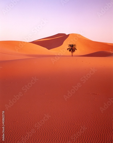 Fototapeta Naklejka Na Ścianę i Meble -  desert, sand dunes, date palm, 