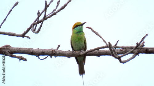 Green Bee eater sitting on a branch 