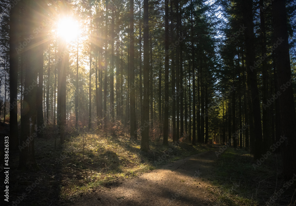 Obraz premium Sonnenstrahlen im Wald