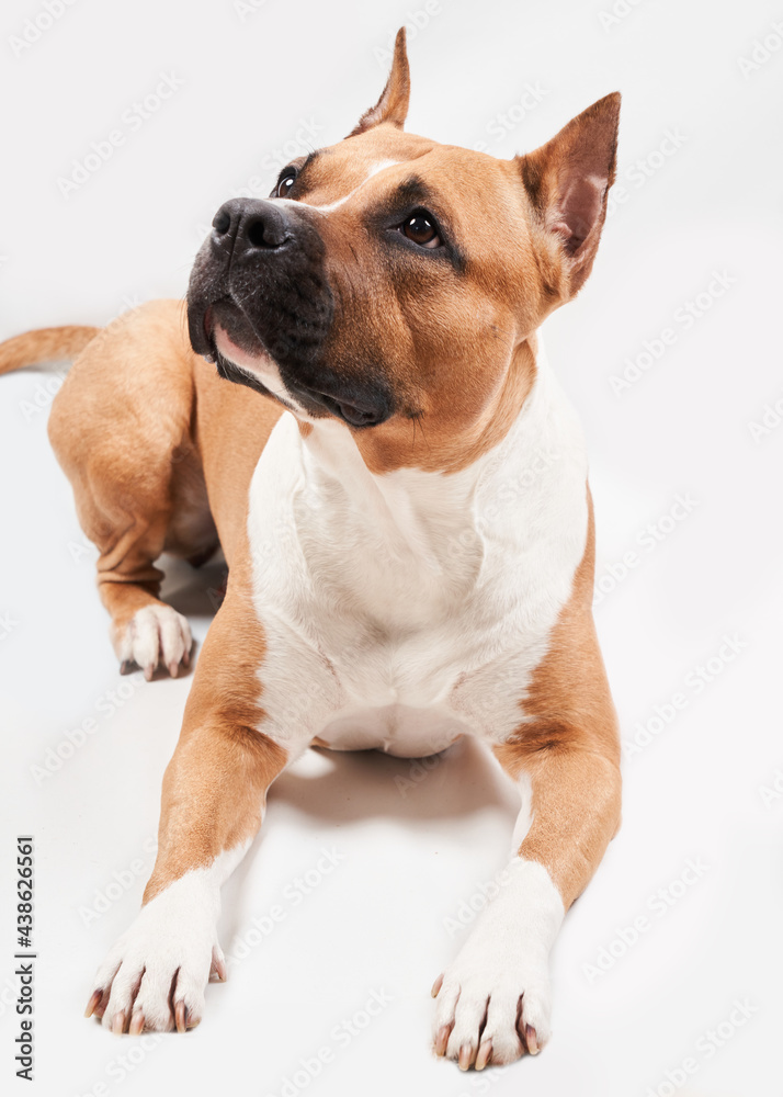 American Staffordshire Terrier portrait isolated on white background. Dog muzzle close-up in studio American Staffordshire Terrier portrait isolated on white background. Dog muzzle close-up in studio