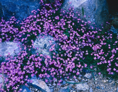 stones, flowers, malcolmia flexuosa, plants, wild flowers, wild plants, alpine flowers, cress plants, purple, nature, vegetation,  photo