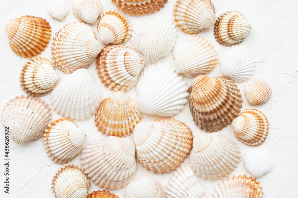 White and brown seashells on the white background. 