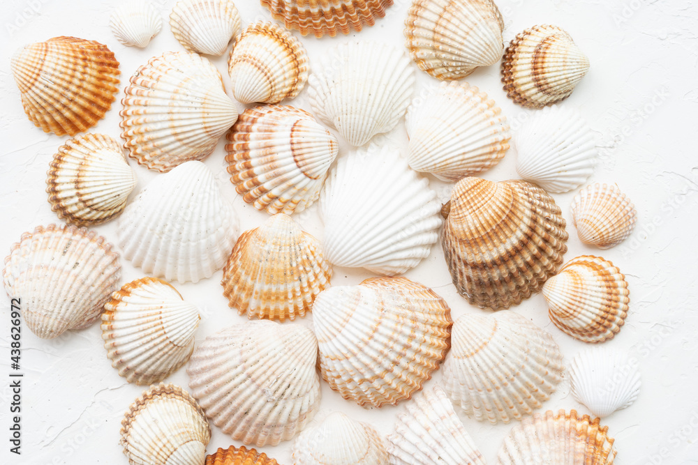 White and brown seashells on the white background. White and brown seashells on the white background.