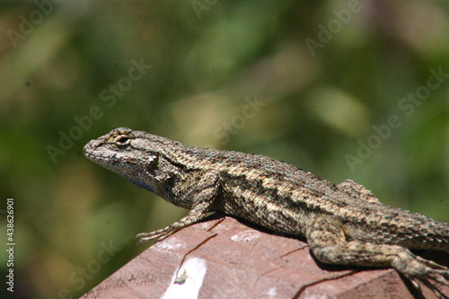 Lizard on a Fence Post  Thermoregulating and Sunning Itself