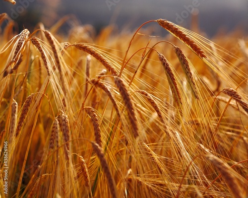 grain field, barley, ears of corn, 