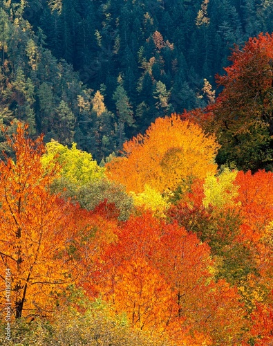 mixed forest, deciduous trees, autumn, forest, season, trees, autumn colouring, autumn forest, indian summer, nature, landscape, vegetation, foliage, colourful, wooded, 