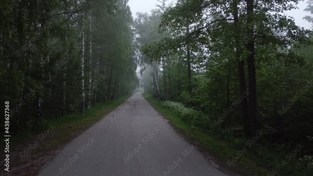 road in the forest road in the forest
