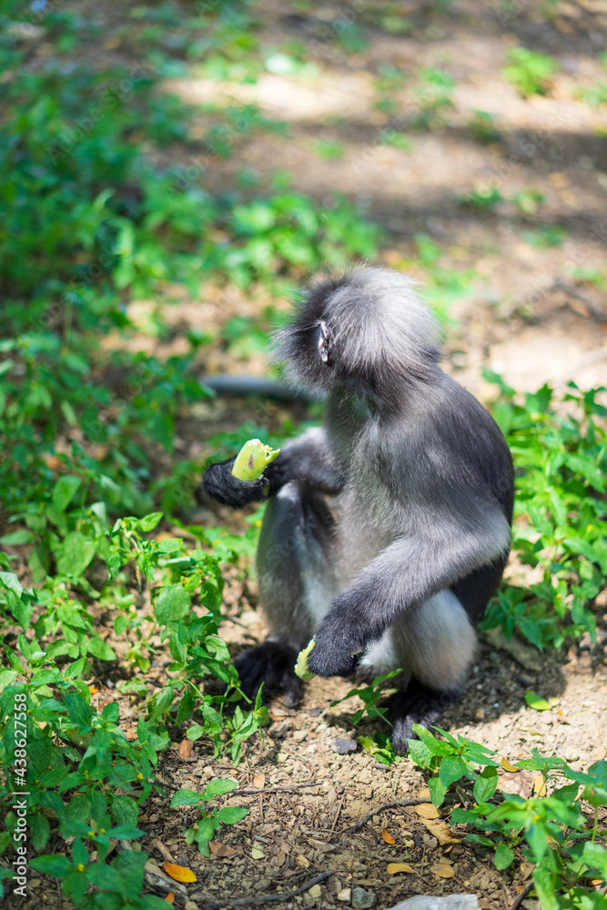 Obraz premium Dusky Langur monkey on ground