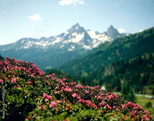 mountain landscape  alpine roses  rhododendron spec.  mountains  nature  plants  vegetation  flowers  rhododendron  protected  species protection  nature conservation  