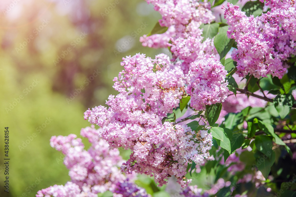 Pink lilac blooms in the Botanical garden
Pink lilac blooms in the Botanical garden