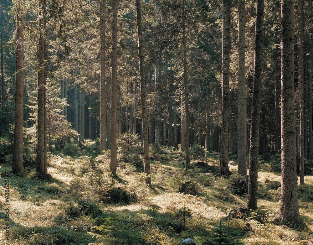 spruce forest, forest, coniferous forest, conifers, trees, nature, spruces, picea, plants, green, spruce forest, forest, coniferous forest, conifers, trees, nature, spruces, picea, plants, green,