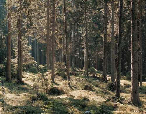 spruce forest, forest, coniferous forest, conifers, trees, nature, spruces, picea, plants, green, 