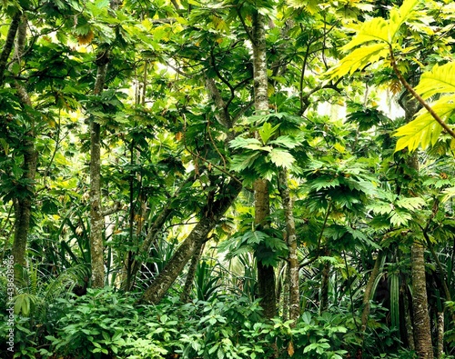 maldives, breadfruit trees, island nation, indian ocean, island, vegetation, nature, trees, plants, mulberry, artocarpus communis, landscape, green,  photo