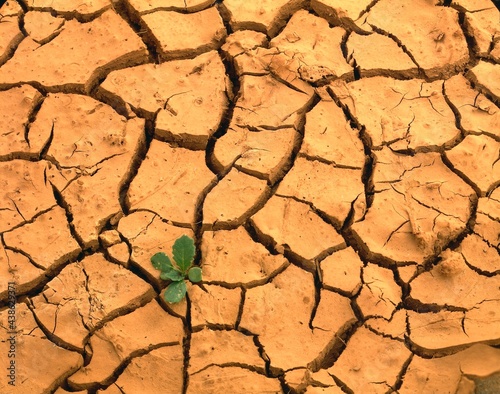 clay soil, parched, ripped, drought, heat, soil, earth, loamy, dry, close, desert plant, desert, plant, lack of water, natural disaster, 