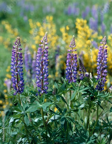 lupines, lupinus spec., forest edge, plants, nature, vegetation, botany, flowers, blooming, lupine, purple, lilac, papilionaceous plants, fabaceae, field flowers,  photo