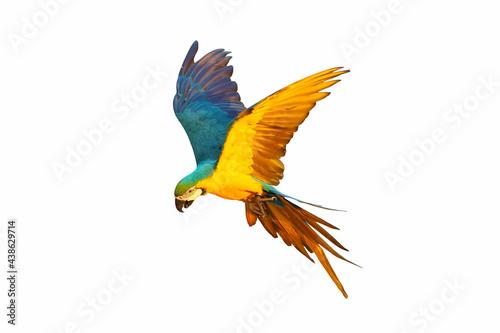 Colorful macaw parrot flying isolated on white
