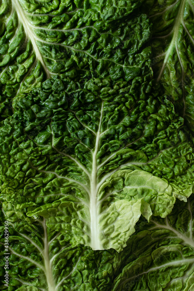 Close up of cabbage's leaves, pattern. Kale. Close up of cabbage's leaves, pattern. Kale.