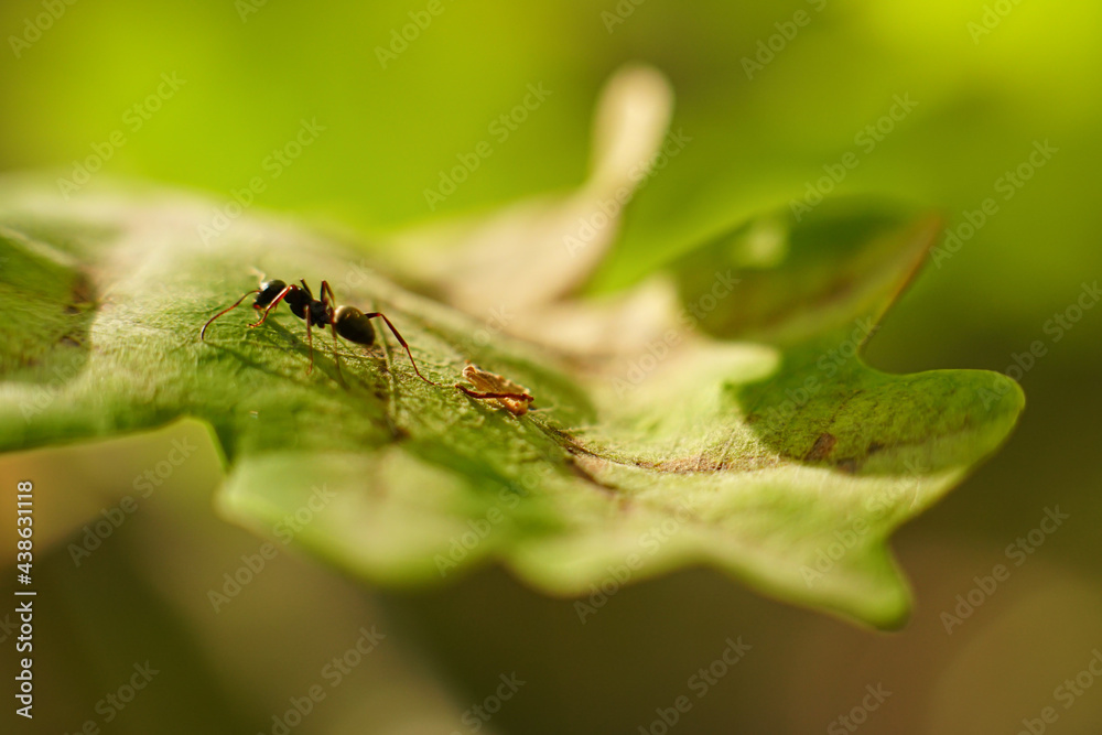 Lonely black ant (Lasius Niger) on a oak leaf (Quercus) in sunset light Lonely black ant (Lasius Niger) on a oak leaf (Quercus) in sunset light