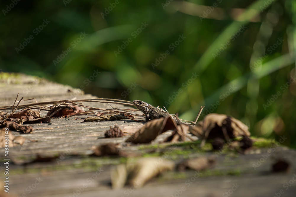 A brown lizard (Lacerta agilis) basking in the sun on the bridge A brown lizard (Lacerta agilis) basking in the sun on the bridge
