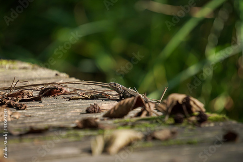 A brown lizard (Lacerta agilis) basking in the sun on the bridge © Mateusz