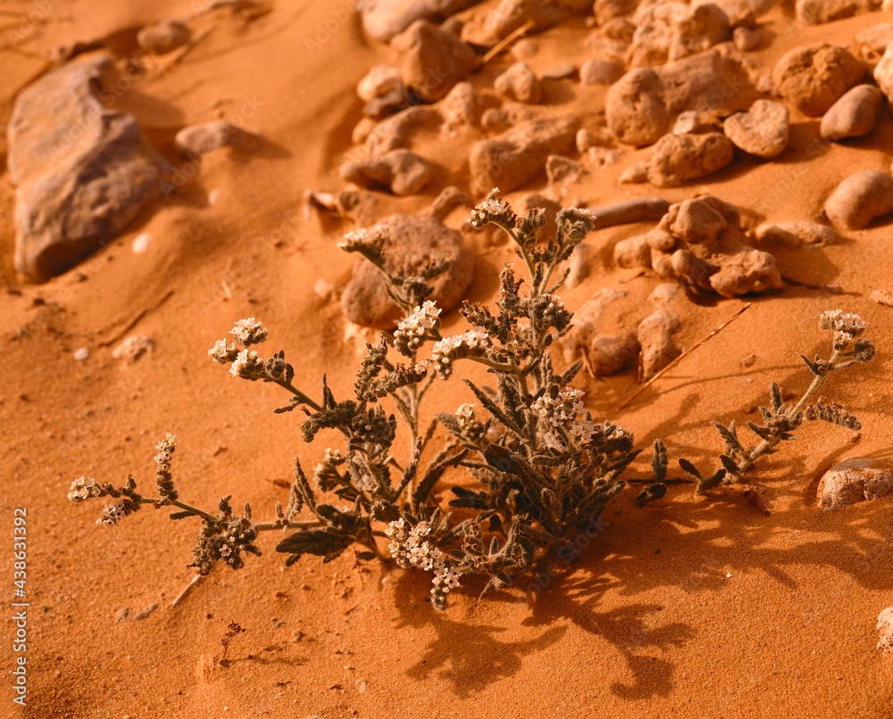 Obraz premium desert plant, heliotropium bacciforum, desert, sand, plants, drought, heat, dryness, lack of water, frugal, barren, 