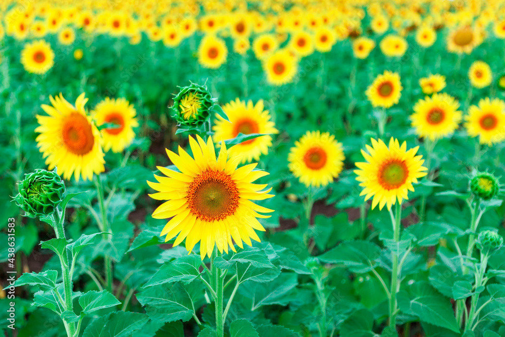 Sunflower Field In Summer . Yellow agricultural cultivated flowers Sunflower Field In Summer . Yellow agricultural cultivated flowers