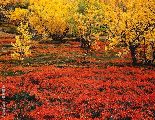 lapland, taiga, berry bushes, trees, autumn, nature, vegetation, birches, bushes, berries, deciduous trees, autumn colouring, forest floor, autumnal, shrubs,  photo